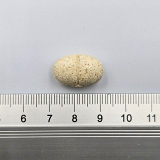 Game Dog AniFlexi MARINE V2 80 kapsułek