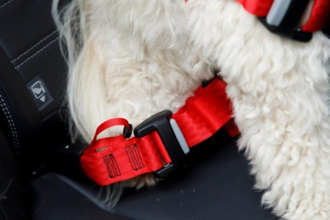 ZOLUX Szelki dla psa TRAVEL SAFE S czerwone