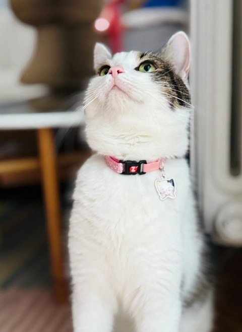 ZOLUX Obroża dla kota z zawieszką w kształcie kota CHATOUILLE różowa