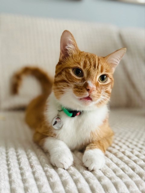 ZOLUX Obroża dla kota z zawieszką w kształcie ptaka CHATOUILLE zielona