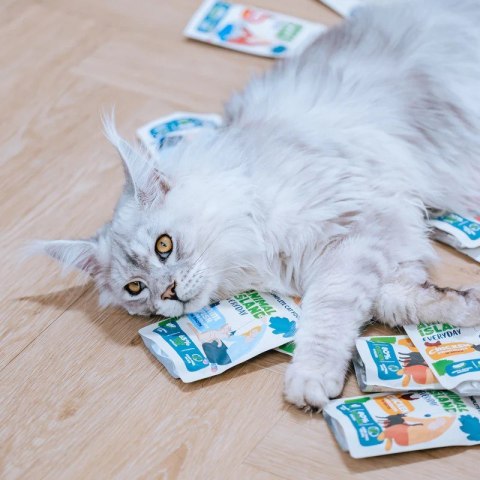 ANIMAL ISLAND kurczak w rosole karma dla kota monopak 40x85g