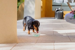 VIRBAC VET AQUADENT płyn do higieny jamy ustnej 250ml