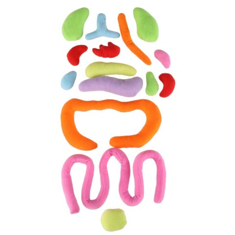 Lalka maskotka nauka anatomii dziewczynka