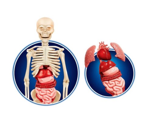 Naukowa Zabawa Ciało Ludzkie Język Polski Clementoni 60249