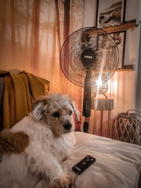 Wentylator stojący NOVEEN F455 Pilot